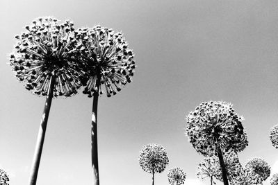 Low angle view of flowers against sky