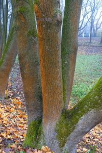 Autumn leaves on tree trunk in forest