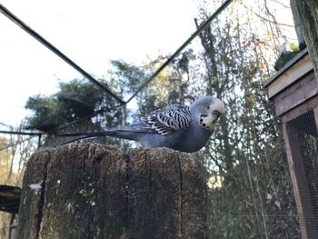 Low angle view of bird perching on tree against sky