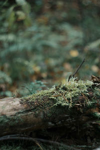 Close-up of moss growing on tree trunk