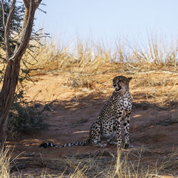 Cheetah walking in forest