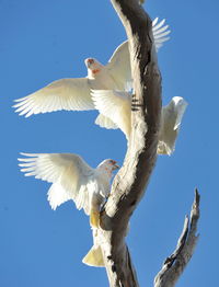 Low angle view of bird flying against clear sky