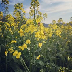 Close up of yellow flowers