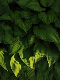 Full frame shot of plants