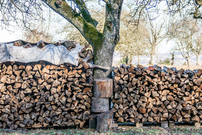 Stack of logs in forest