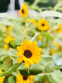 Close-up of yellow flowering plant on field
