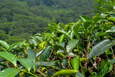 Close-up of fresh green leaves on field