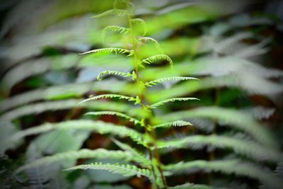 Close-up of fern