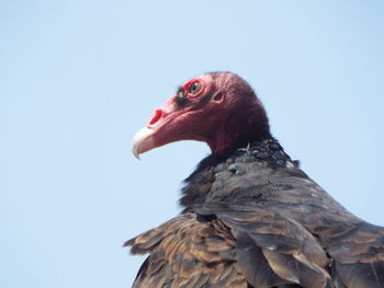 Low angle view of a bird against clear sky