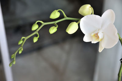 Close-up of flowers against blurred background