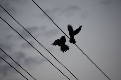 Low angle view of silhouette birds flying against sky