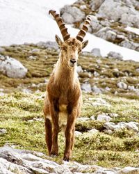 Portrait of lion standing on snow covered land