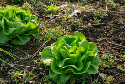 High angle view of vegetable growing in field