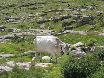 Horse standing in a farm