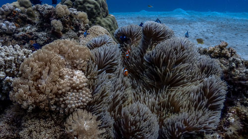 Close-up of coral in sea