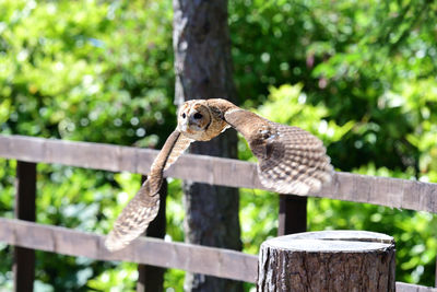 Tawny owl in flight