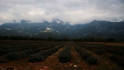 Scenic view of agricultural field against sky