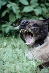 Siamese cat yawning