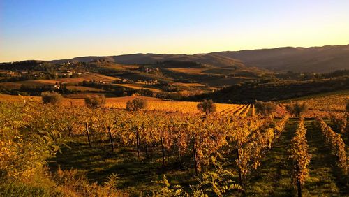 Scenic view of vineyard against sky