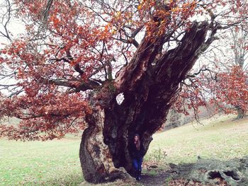 Close-up of tree against sky