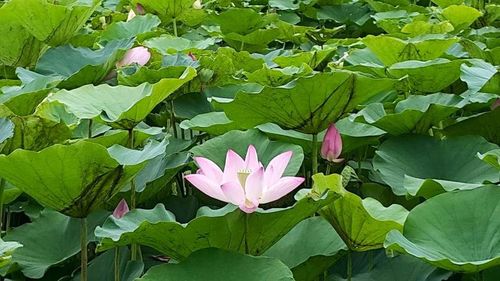 Close-up of pink flowers