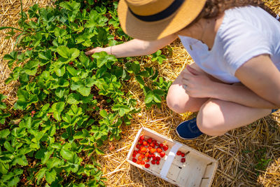 High angle view of woman holding grass