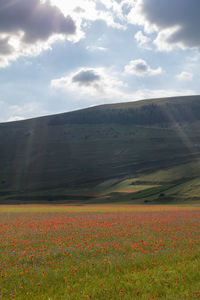 Scenic view of grassy field against sky