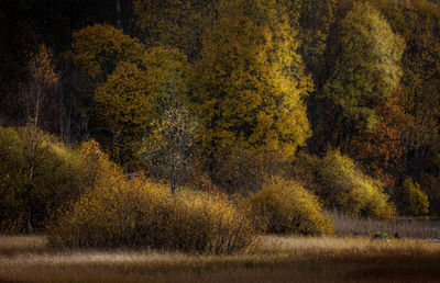 Trees on field during autumn