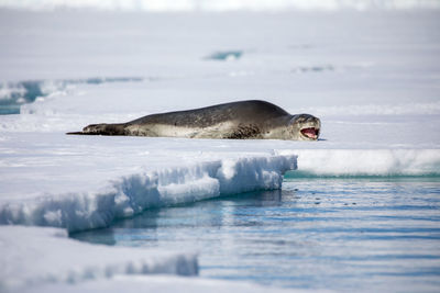 Seal relaxing on frozen sea