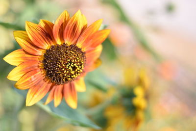 Close-up of orange flower