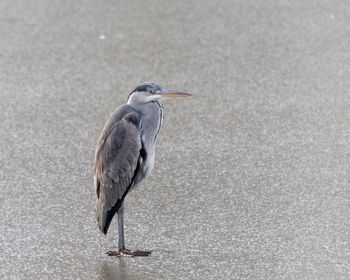 High angle view of gray heron