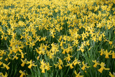 Full frame shot of yellow flowering field