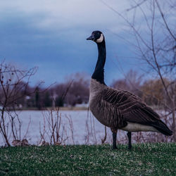 Goose on a field