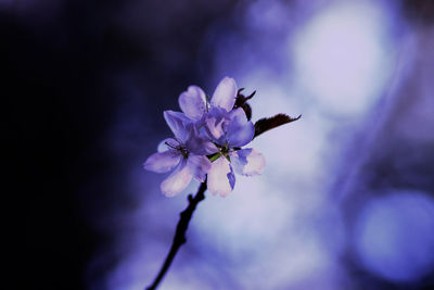 Close-up of bee on purple flowering plant