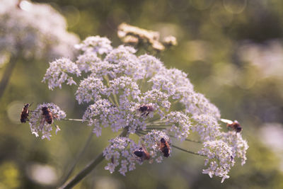 Close-up of bees on purple flowering plant