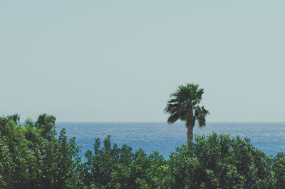 Scenic view of sea and palm trees against clear sky