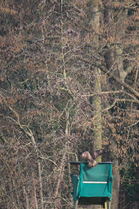 High angle view of person on field in forest