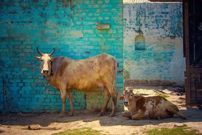 Cow with calf against weathered brick wall