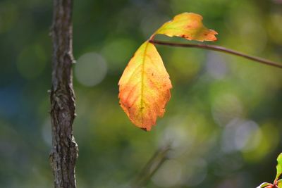 Close-up of autumn leaf on branch