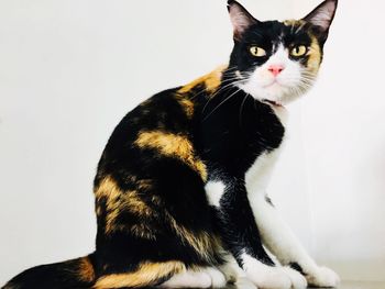 Portrait of cat sitting on floor