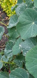 High angle view of wet leaves