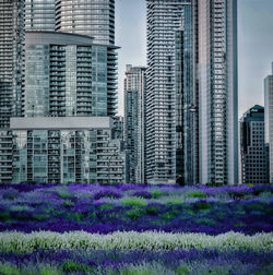 Purple flowering plants in city against sky