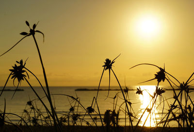 Silhouette plants against sky during sunset