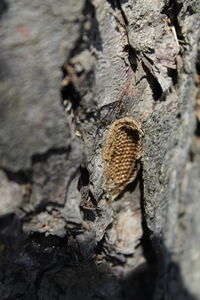 Full frame shot of tree trunk