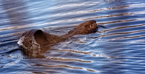 High angle view of beaver swimming in lake