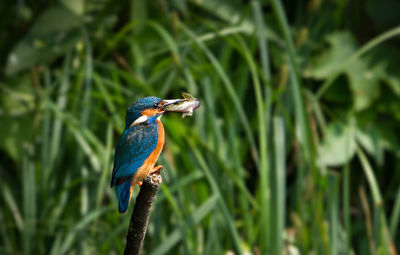 View of an animal on landscape