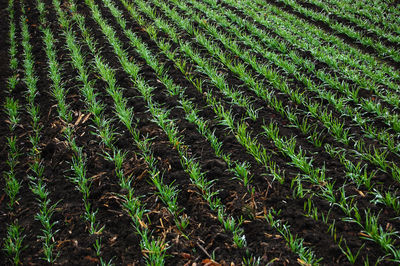 Full frame shot of green field