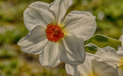 Close-up of white hibiscus flower