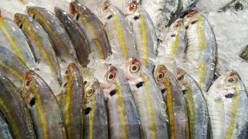 Close-up of fish for sale in market