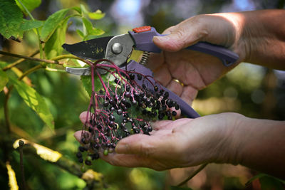 Close-up of hand holding plant